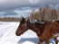 Чистка коня снегом